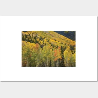 Quaking Aspen Trees In Autumn Santa Fe National Forest Near Santa Fe Posters and Art